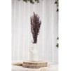 bunch haver avena burnt brown 65cm ht 65gr