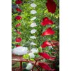 garland with 10 big white rose petals 11cm x 11cm x 180cm (1)