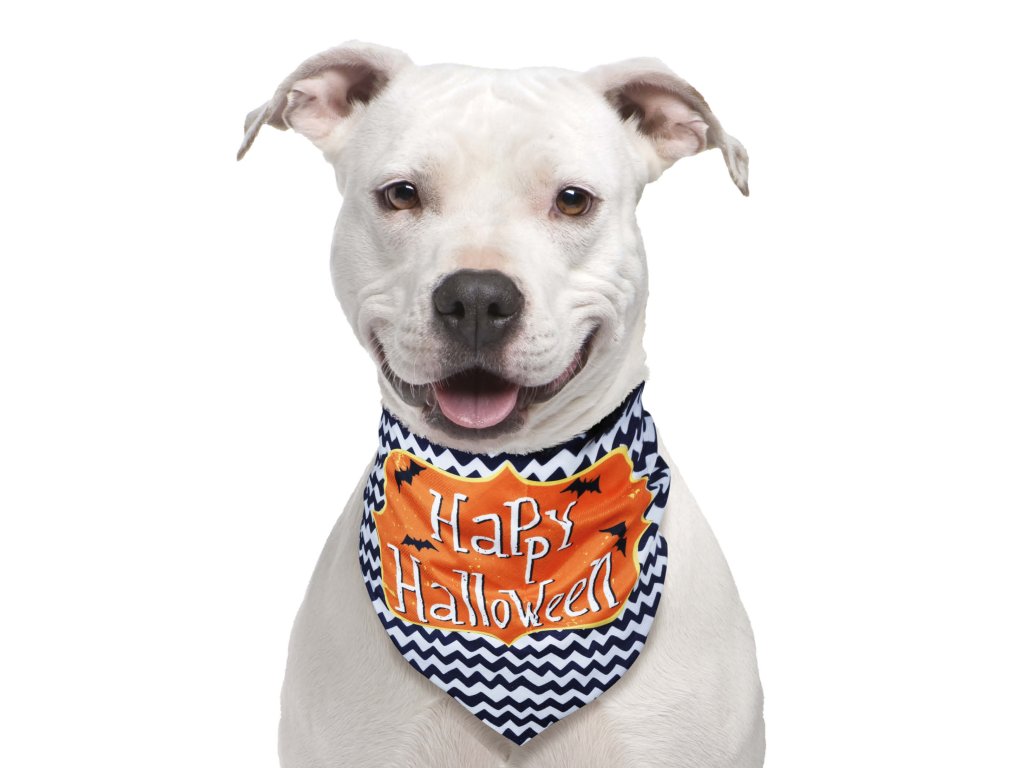 Eșarfă pentru câini - Happy Halloween