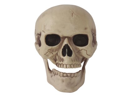 Craniu 20 cm