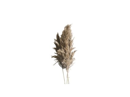 bunch of 5pc reed grass 70cm