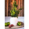 green yucalyptus branch 70cm