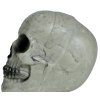 Dekorácia - Lebka sivá 20 cm
