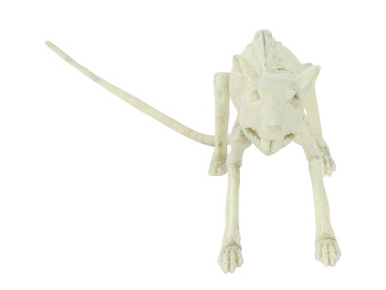 Skelet podgane