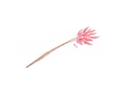 bunch of 25 pcs lagurus pink 50 60cm