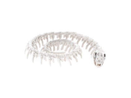 pe snake skeleton 20cm x 16 5cm x 3 5cm
