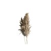 bunch of 5pc reed grass 70cm