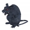 Čierny potkan