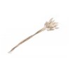 bunch of 25 pcs lagurus white 50 60cm