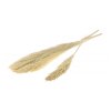 reed plume 110cm bleached white