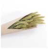 bouquet setaria naturel vert env 100gr env 74cm