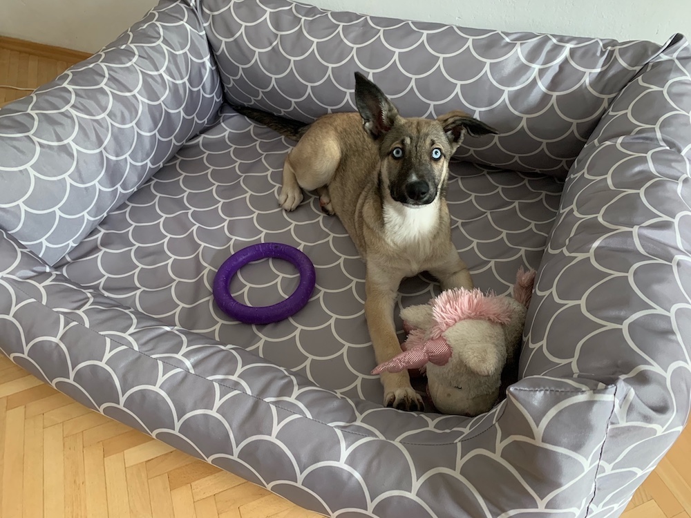 Pelíšek pro psa BedPet Grey Shell