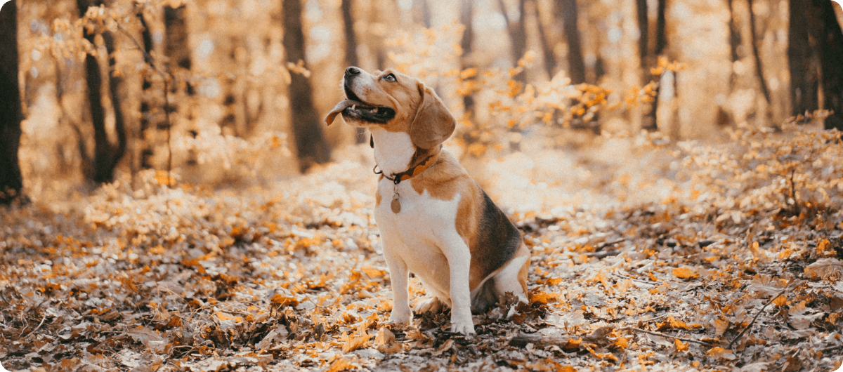 Jak podpořit imunitu psa na podzim: co funguje (a na co si dát pozor)