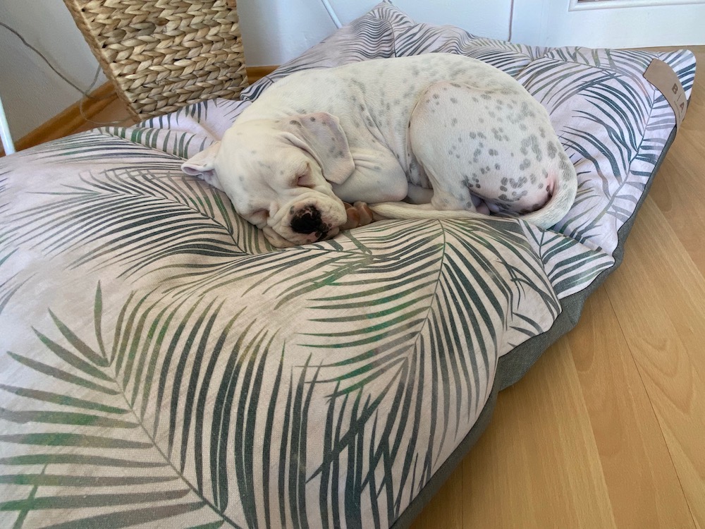 Matrace pro psa BASE Botanical 