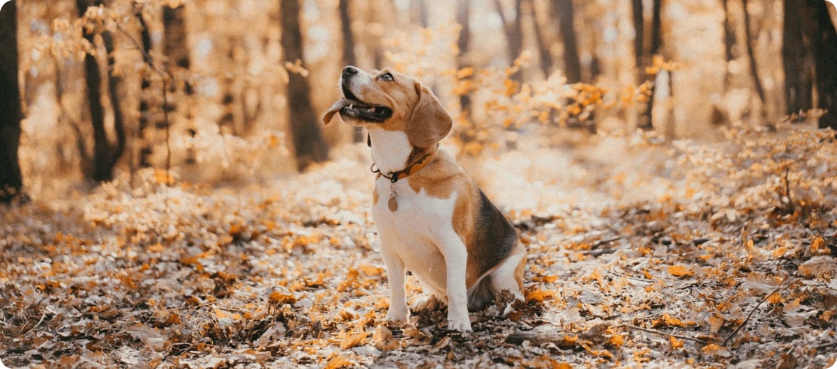 Beagle sedící na podzimní lesní cestě mezi spadaným listím