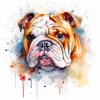 Anglický buldog (1)