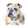 Anglický buldog (2)