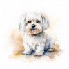 Bichon (2)