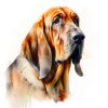 Bloodhound (1)