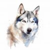 Hasky