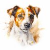 jack russel (3)