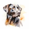 Labrador (2)