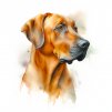 Rhodéský ridgeback (1)