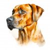 Rhodéský ridgeback (2)