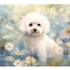 bichon I