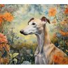 Whippet