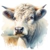 charolais portrét