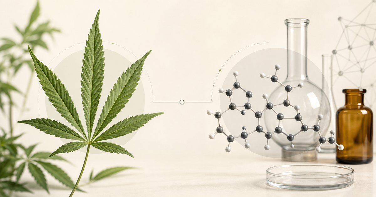 Syntetické kanabinoidy: proč nejsou totéž co CBD, CBG a CBN