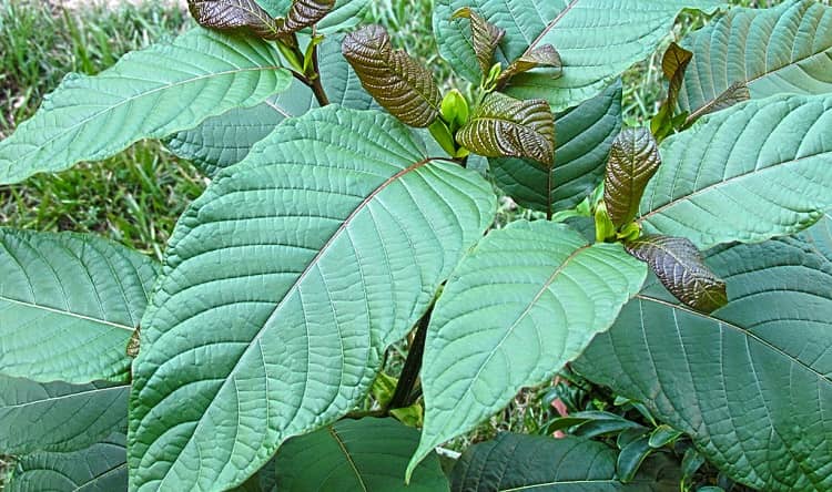 Kratom, jeho účinky a dávkování: jak k této látce přistupovat?