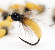 Caddis Pupa