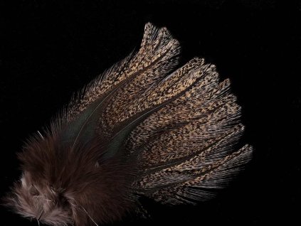 Pardo Corzuno Dark Medium