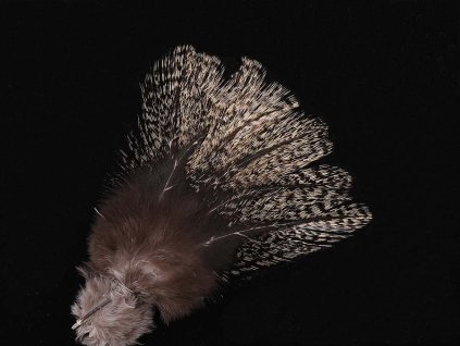 Pardo Anchondado a Coarse Spekling