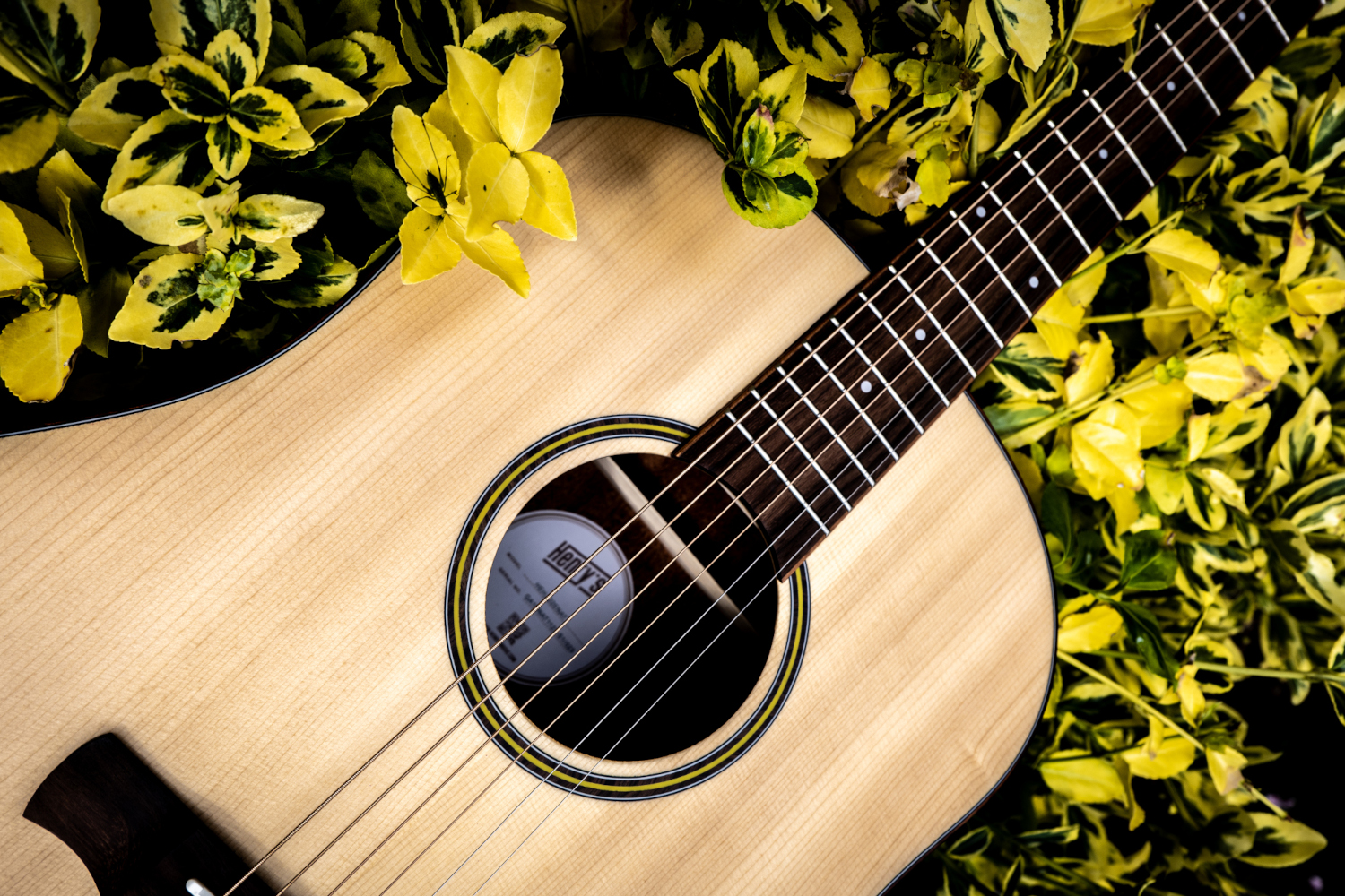 Meet the Every: A New Chapter in the Daily Series