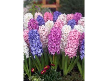 hyacinthus orientalis mixed 176