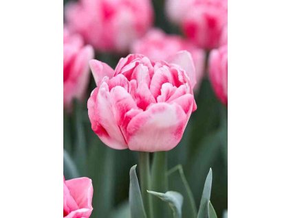 Tulipa Foxtrot 2 1 8