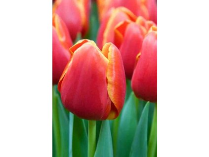 Tulipa Verandi extra 2 1 1