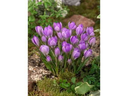Crocus Barr s Purple 2 1 5