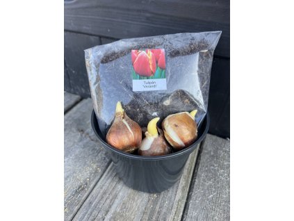 Tulipán ´Verandi´ – pěstební sada