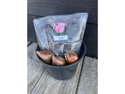 Tulipán ´Foxtrot´ – pěstební sada