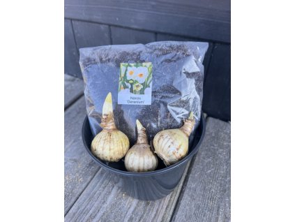 Narcis ´Geranium´ – pěstební sada