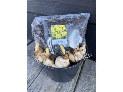 Narcis ´Tête-à-Tête´ – pěstební sada