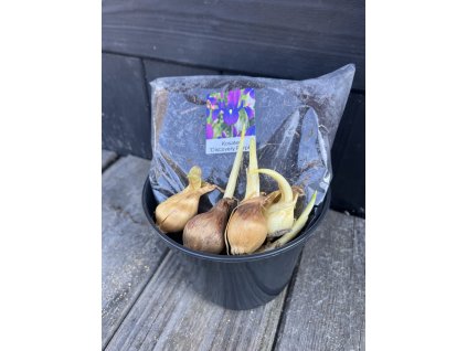 Kosatec ´Discovery Purple´ – pěstební sada