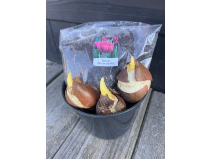 Tulipán ´Alison Bradley´ – pěstební sada