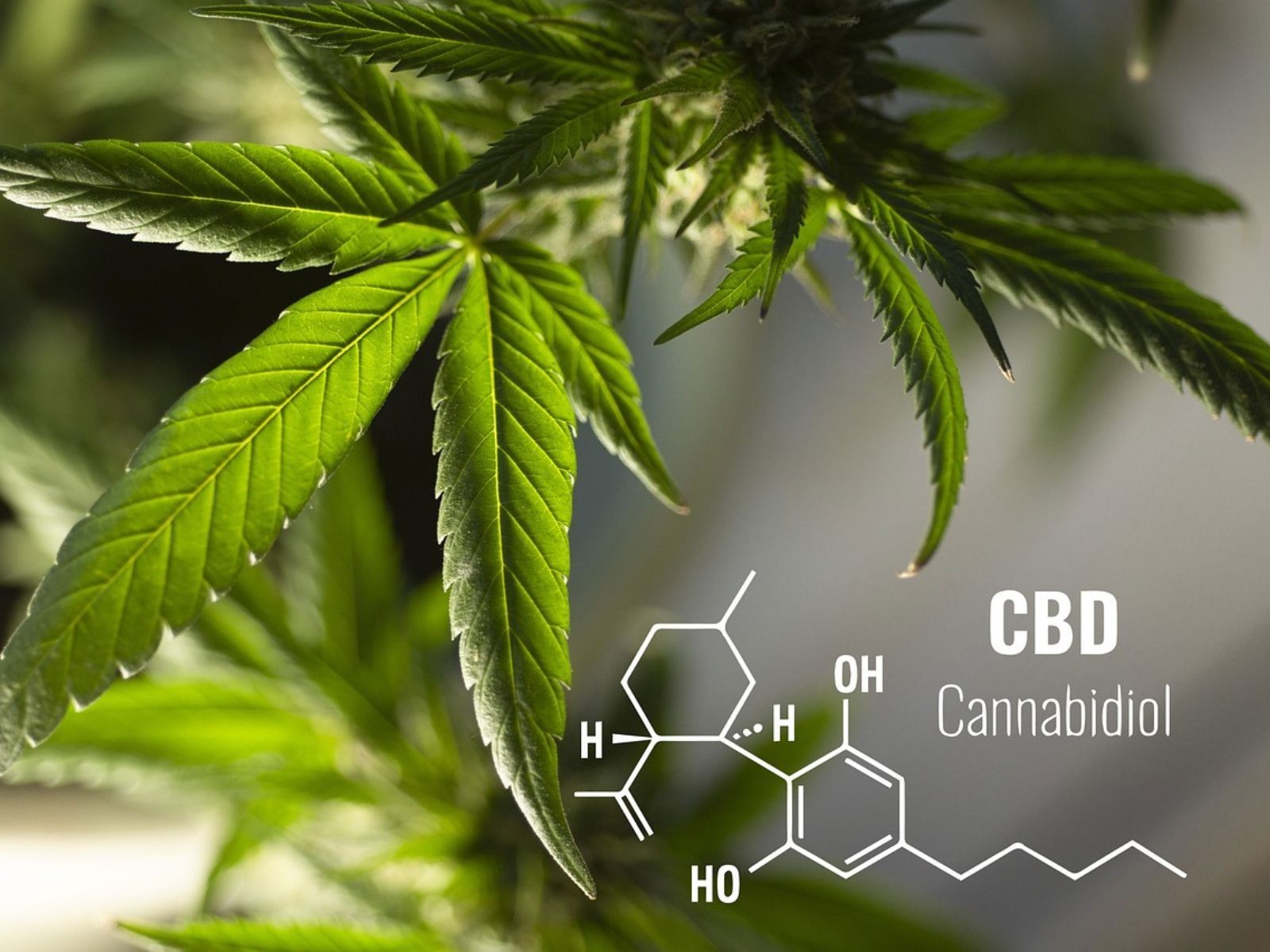 CBD může snižovat systolický krevní tlak