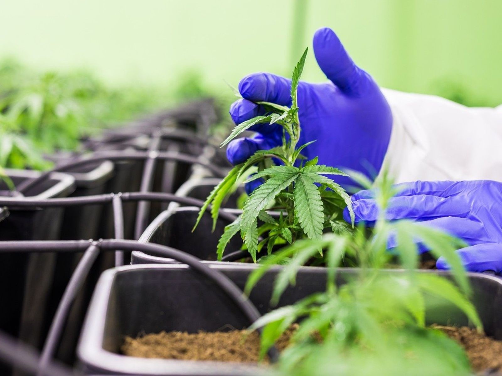 Soudní dvůr EU schvaluje INDOOR pěstování konopí