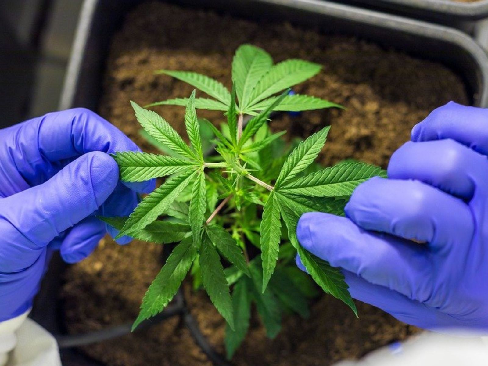 Konopí poskytuje úlevu od bolesti související s rakovinou